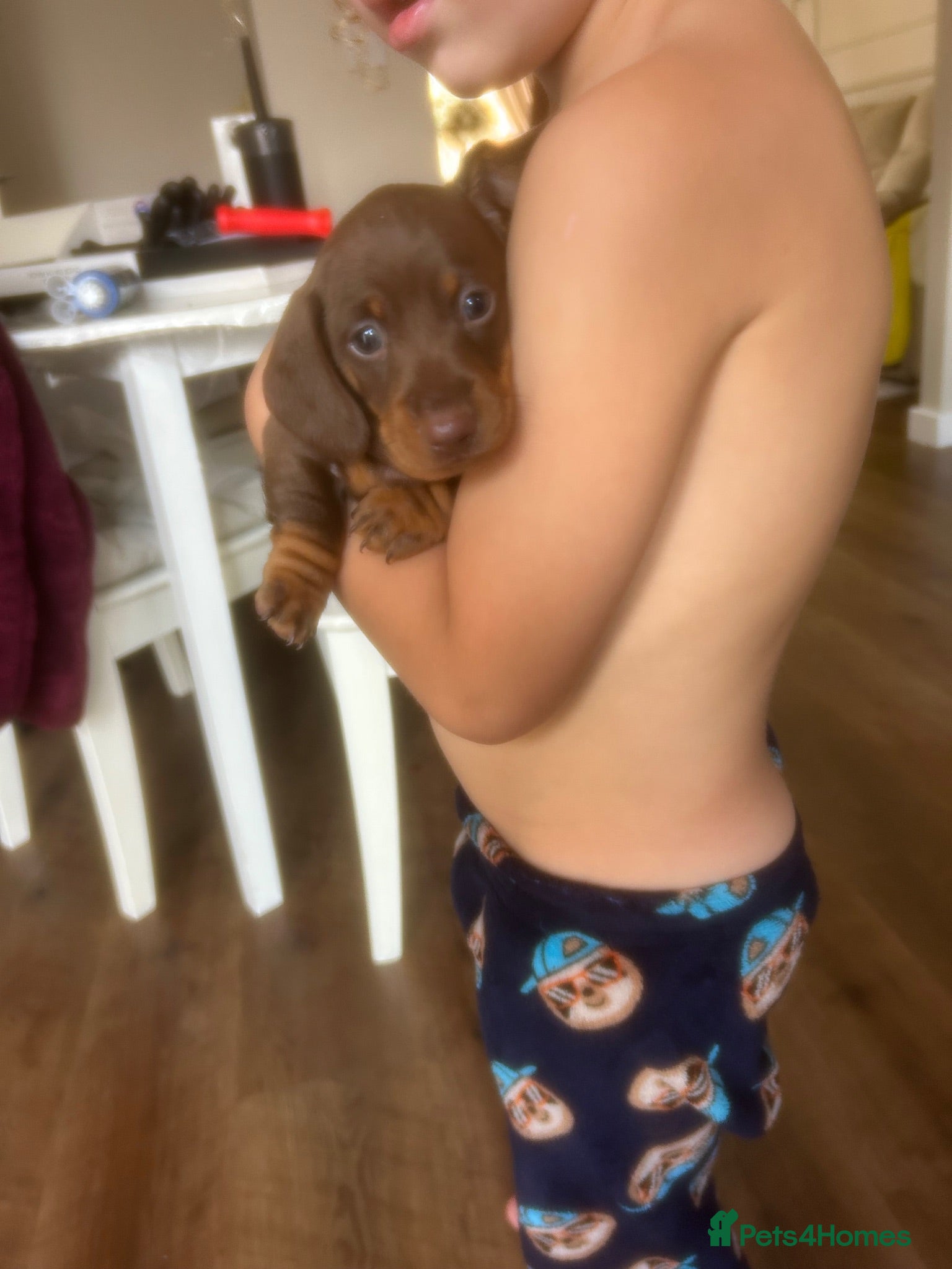 Miniature Dachshund dogs Kc reg miniature dachshund puppies  - Advert 12