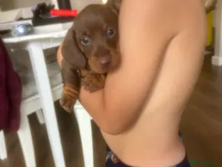 Miniature Dachshund dogs Kc reg miniature dachshund puppies - Advert 12