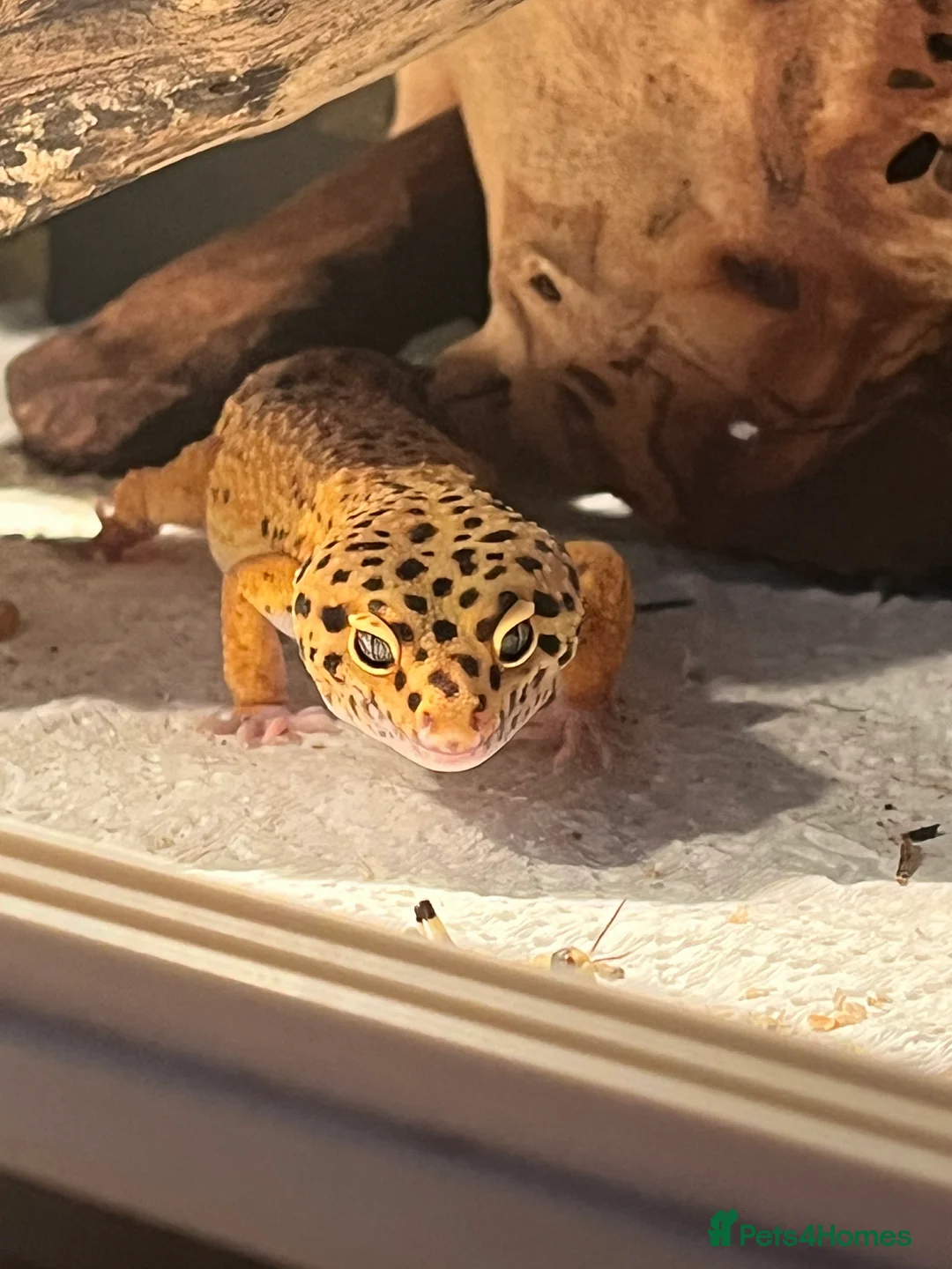 Leopard Gecko reptiles for sale: Gaz is Free to a good home with full set up - Advert 1