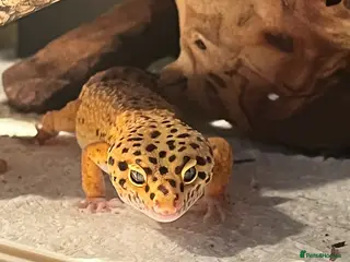 Leopard Gecko reptiles Gaz is Free to a good home with full set up - Advert 1