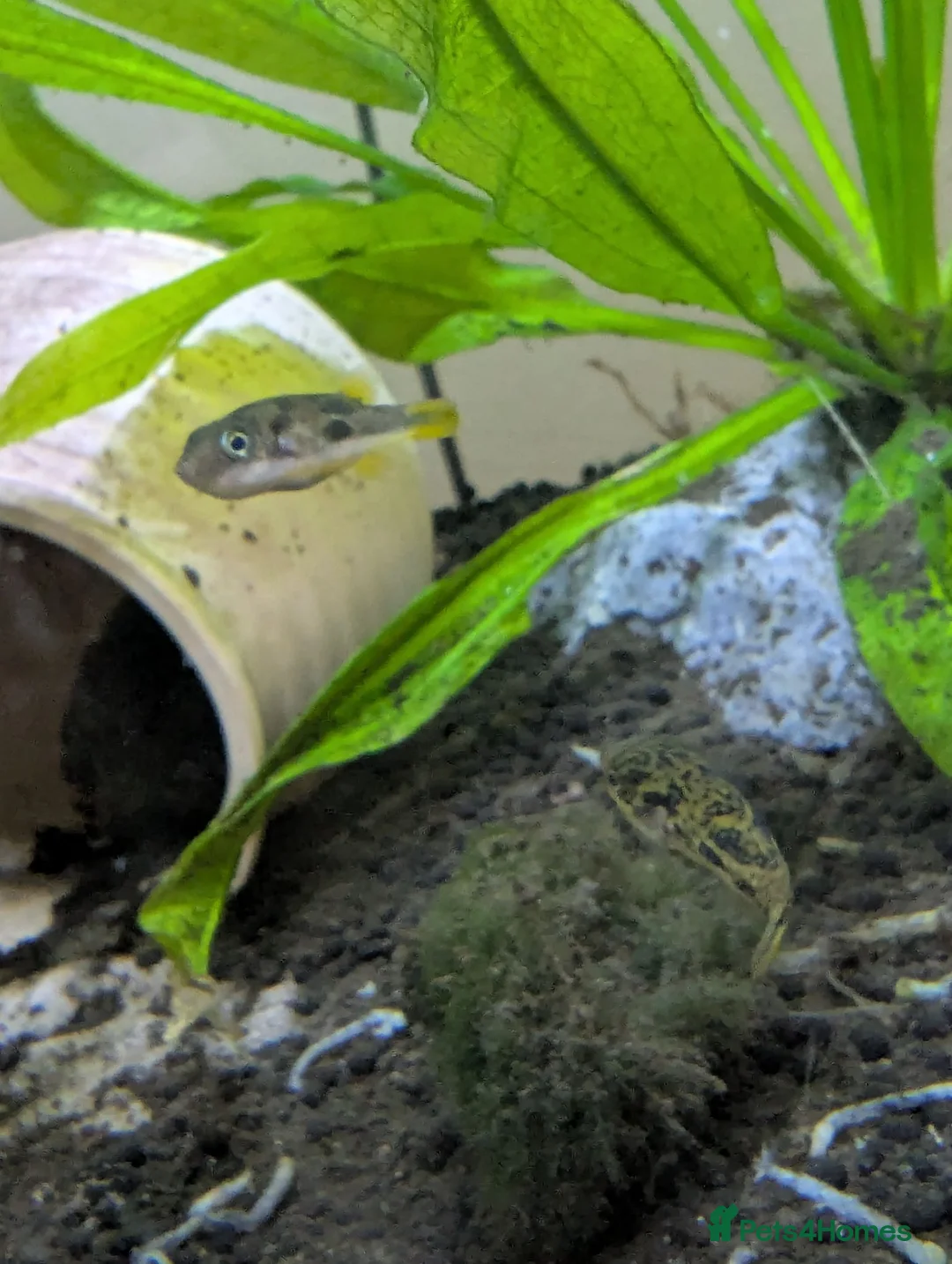 Pufferfish fish for sale: Dwarf puffer fish in Doncaster - Advert 6