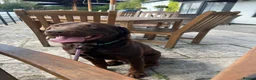 Labrador Retriever dogs for sale: 🐶 KC LABRADOR PUPPIES DUE SOON 🐶 - Advert 5
