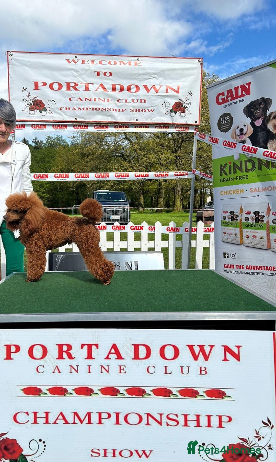 Miniature Poodle dogs for sale: Stunning Red KC Miniature Poodles-Champion Lines - Advert 10