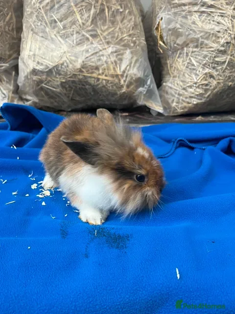 Mixed Breed rabbits Rabbits for sale  - Advert 12