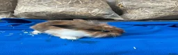 Mixed Breed rabbits for sale: Rabbits for sale  - Advert 1