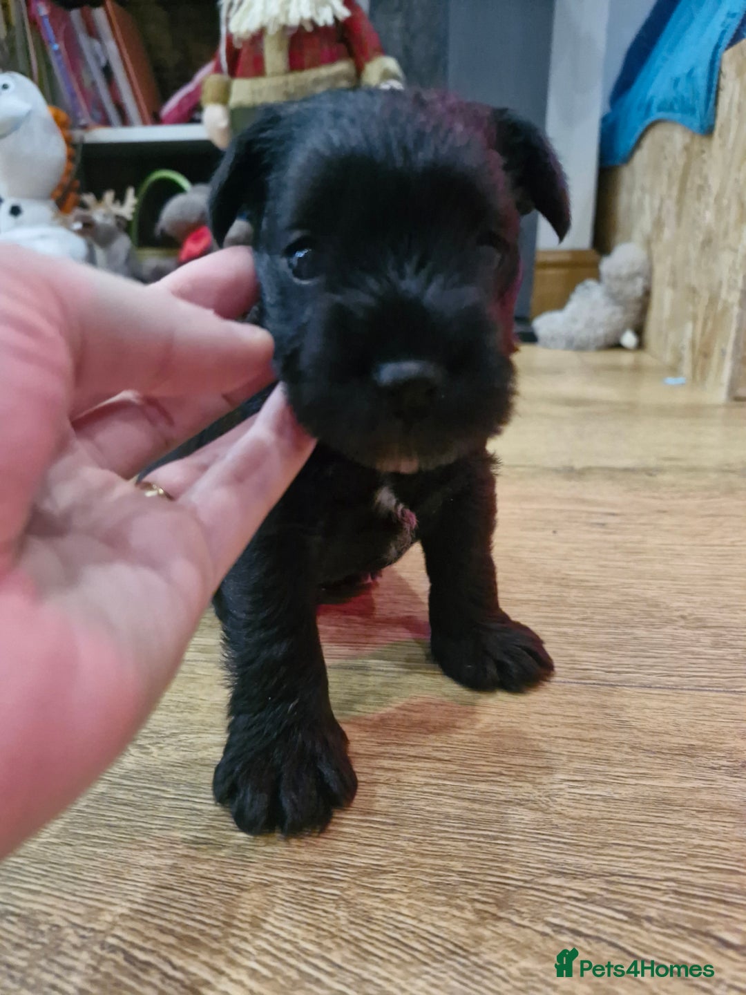 Miniature Schnauzer dogs for sale: Miniature Schnauzer puppies  - Advert 12