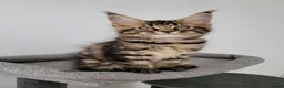 Maine Coon cats for sale: Tica registered maine coon kittens  - Advert 4