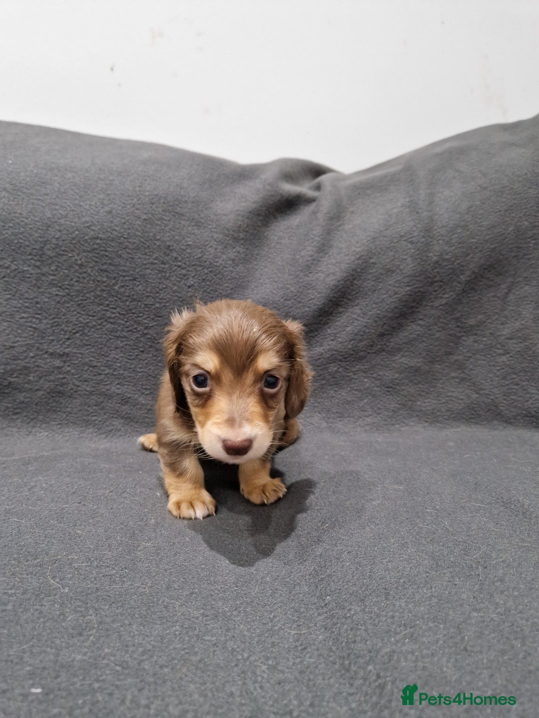 Miniature Dachshund dogs for sale: Quality KC Registered Mini Long-Haired Dachshunds  - Advert 21