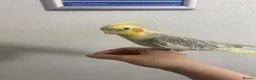 Cockatiels birds for sale: Cockatiel in Derby - Advert 2
