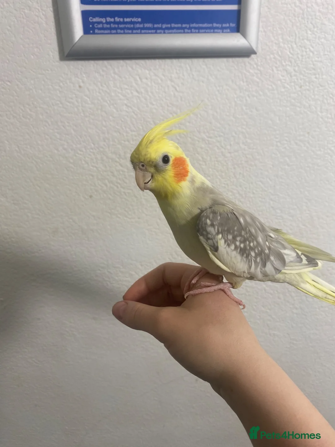 Cockatiels birds for sale: Cockatiel in Derby - Advert 2
