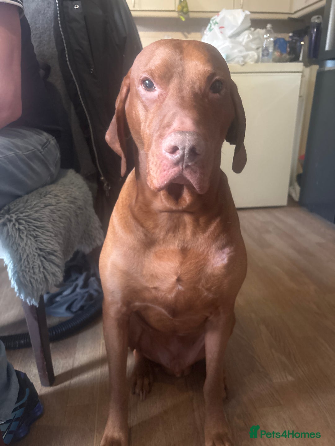 Hungarian Vizsla dogs for stud: Hungarian vizsla Dog for stud - Advert 2