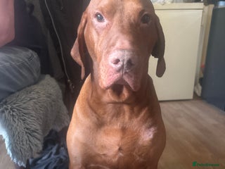 Hungarian Vizsla dogs Hungarian vizsla Dog for stud - Advert 12