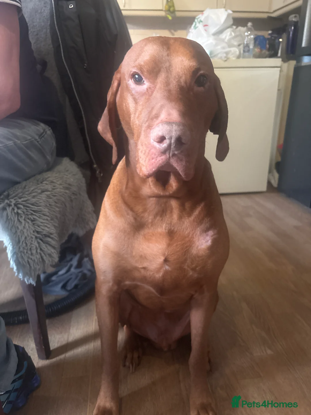 Hungarian Vizsla dogs for stud: Hungarian vizsla Dog for stud - Advert 2