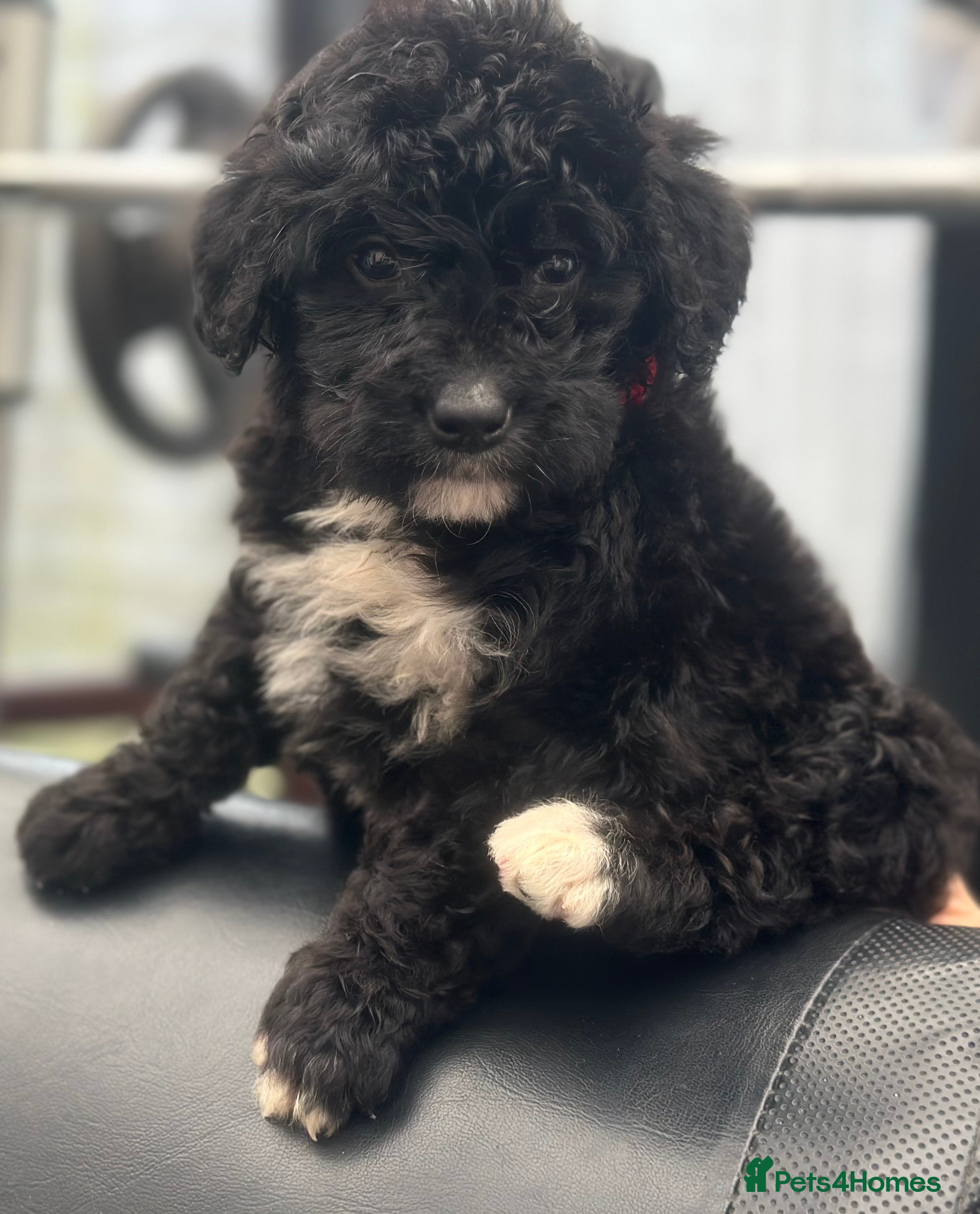 Bernedoodle dogs F1 BERNADOODLE BOYS AND GIRLS 6 WEEKS OLD - Advert 2