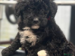 Bernedoodle dogs F1 BERNADOODLE BOYS AND GIRLS 6 WEEKS OLD - Advert 2
