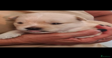 Mixed Breed dogs SPARKLE 6KG FEMALE SMALL BREED  - Advert 12