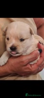 Mixed Breed dogs SPARKLE 6KG FEMALE SMALL BREED - Advert 12