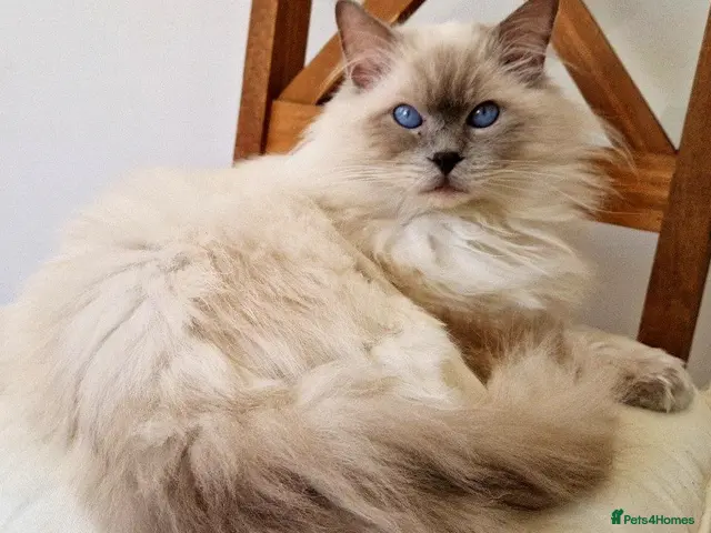 Ragdoll cats for stud: Ragdoll Stud - Proven GCCF Lilac Boy - Advert 2
