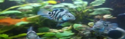 Cichlids fish for sale: Polar blue parrot fish - Advert 4