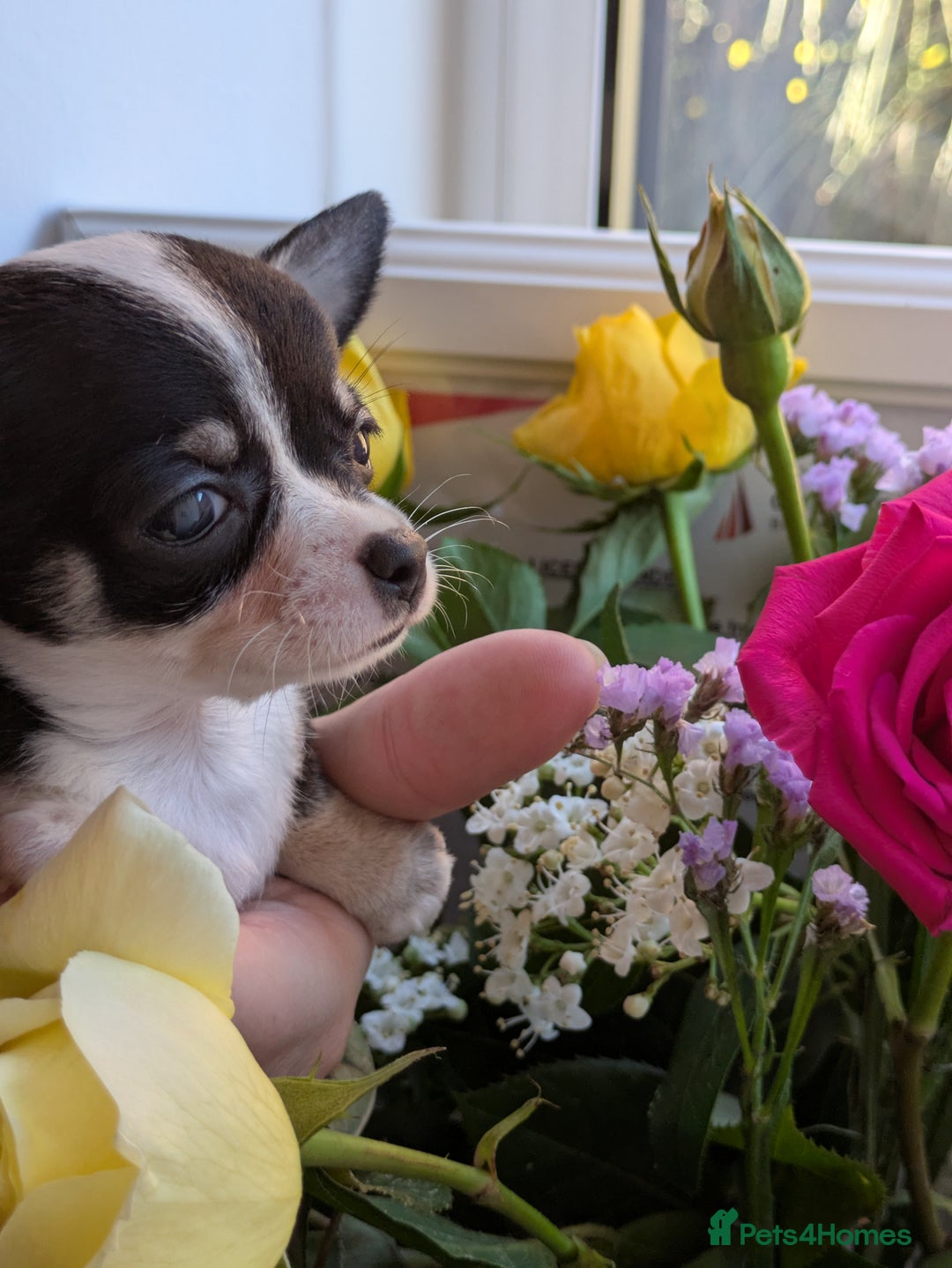 Chihuahua dogs for sale: Rare colour and tiny pedigree Chihuahuas  - Advert 9