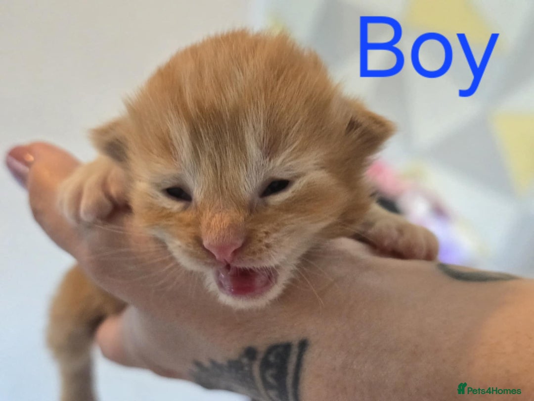 Mixed Breed cats for sale: Adorable Kittens Looking for Their Forever Homes - Image 4