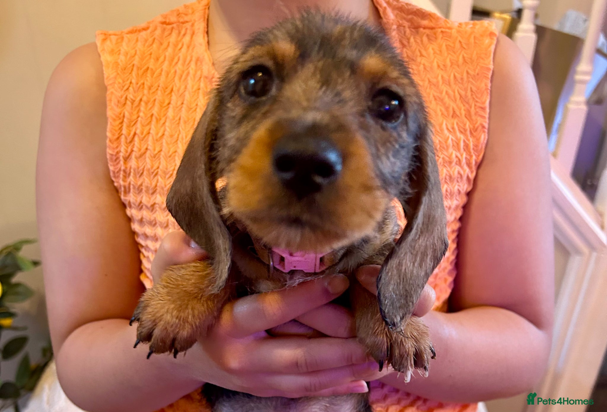 Miniature Dachshund dogs Miniature smooth hair x wire hair  - Advert 18