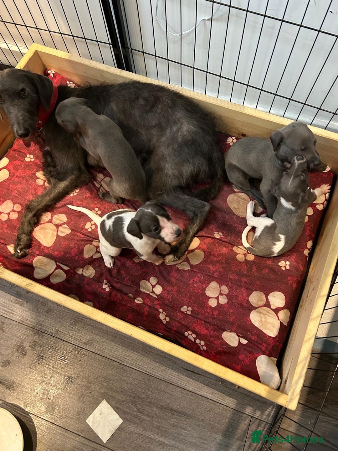 Mixed Breed dogs for sale: Bedlington Whippet puppies  - Image 5