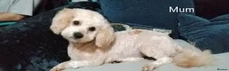 Mixed Breed dogs for sale: Gorgeous Maltipoo x Cockapoo Puppies - Advert 10