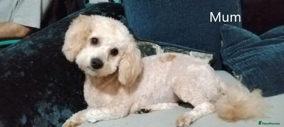 Mixed Breed dogs for sale: Gorgeous Maltipoo x Cockapoo Puppies - Advert 10