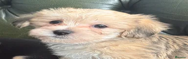 Puppy 2