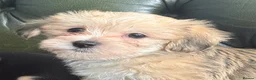 Mixed Breed dogs for sale: Maltese x JackChi puppies - almost ready to go - Advert 7