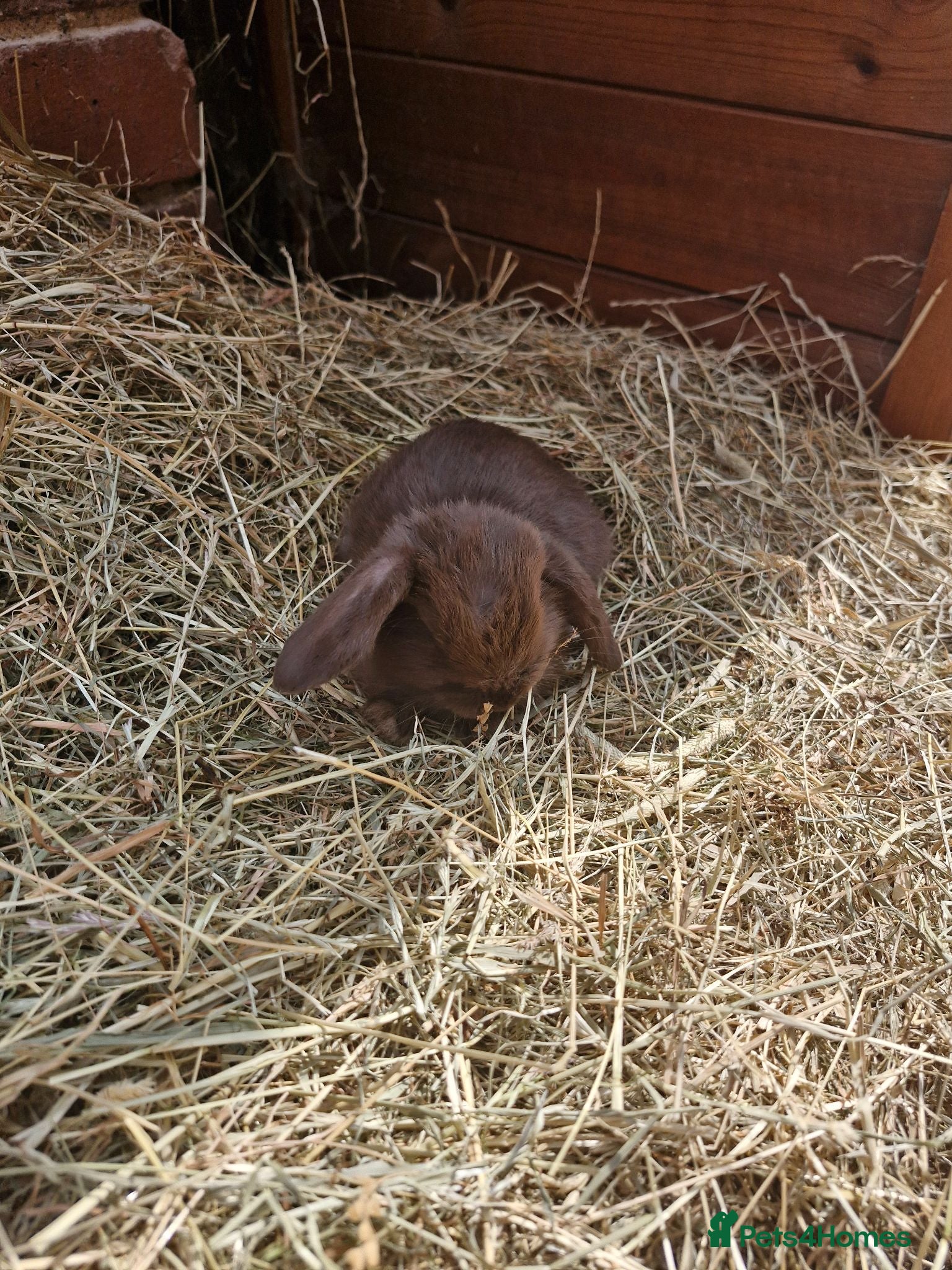 Mini Lop rabbits **mini lops ready now ** - Advert 1