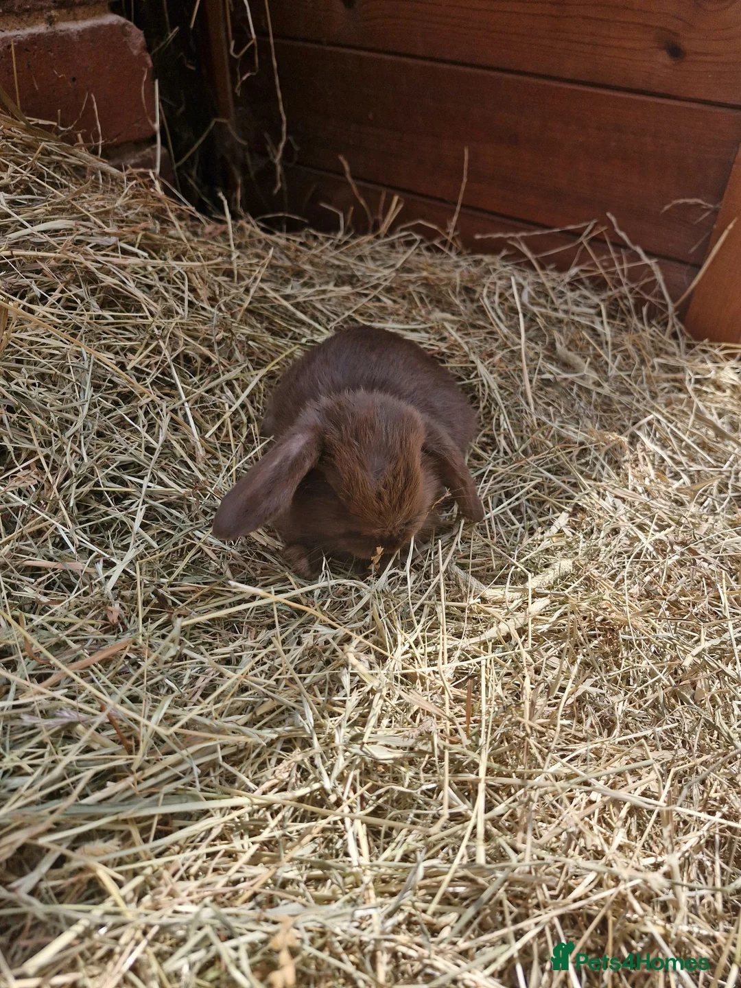 Mini Lop rabbits for sale: **mini lops ready now ** - Advert 1