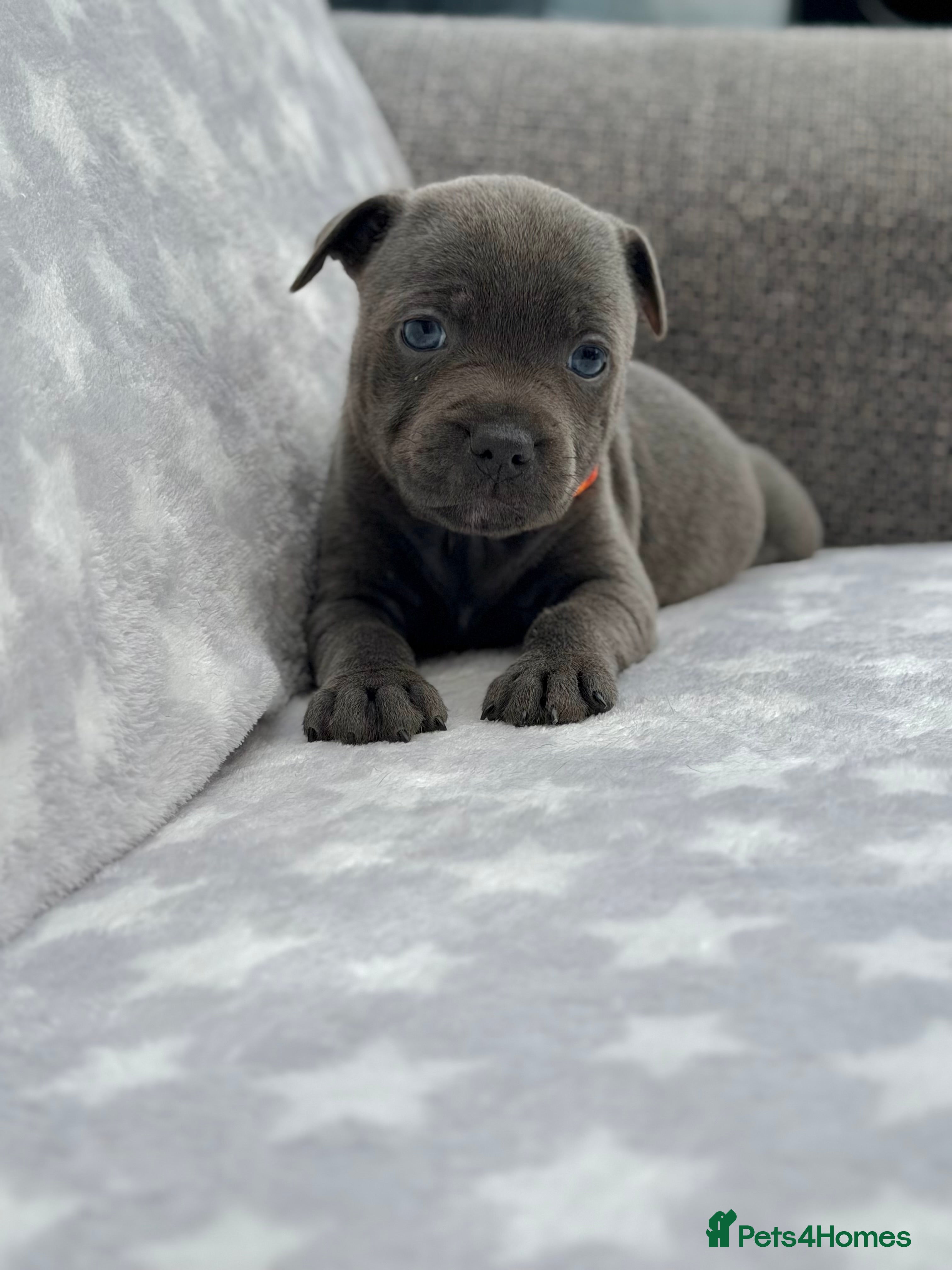 Staffordshire Bull Terrier dogs Kc blue staffordshire bullterrier puppies - Advert 2