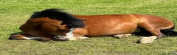 Welsh Section C horses for sale: Rhoswen Chloe - Advert 8