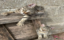 Mixed Breed cats for sale: Kittens for sale, ready now. £100 - Image 4