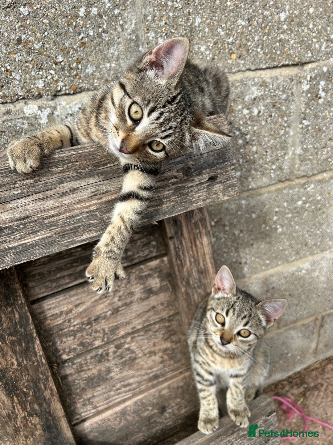 Mixed Breed cats for sale: Kittens for sale, ready now. £100 - Image 4