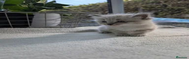Ragdoll 3