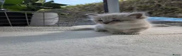 Ragdoll cats for sale: Ragdoll  - Advert 8