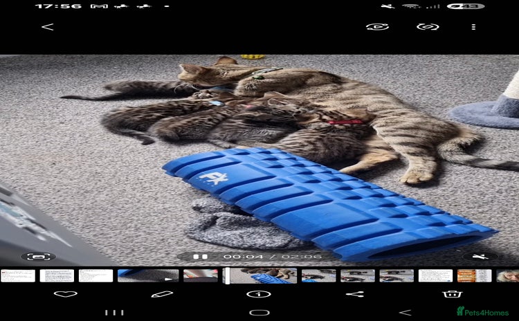 Bengal cats - Advert 4