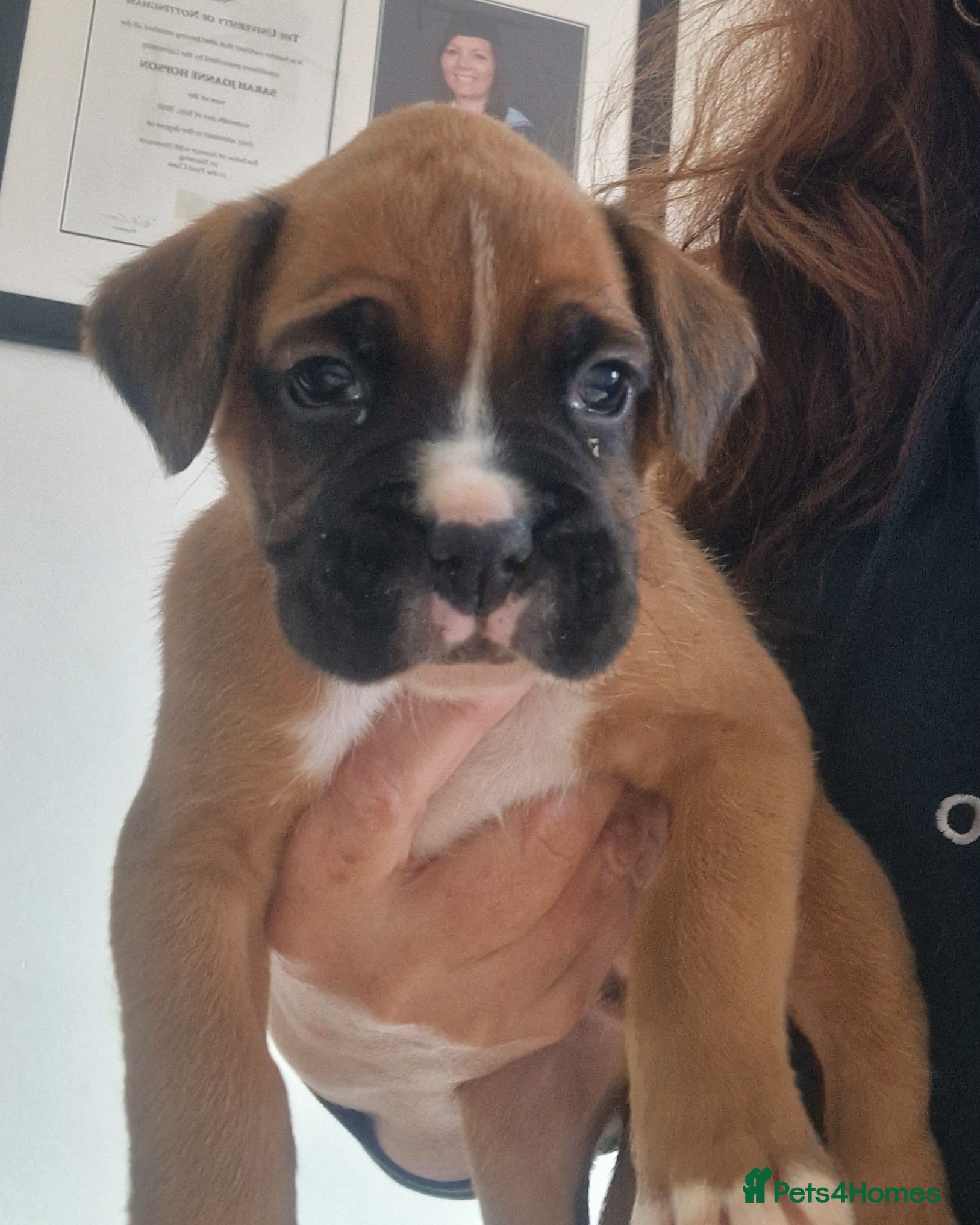 Boxer dogs KC reg Boxer Puppies - Advert 11