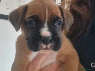 Boxer dogs KC reg Boxer Puppies - Advert 11
