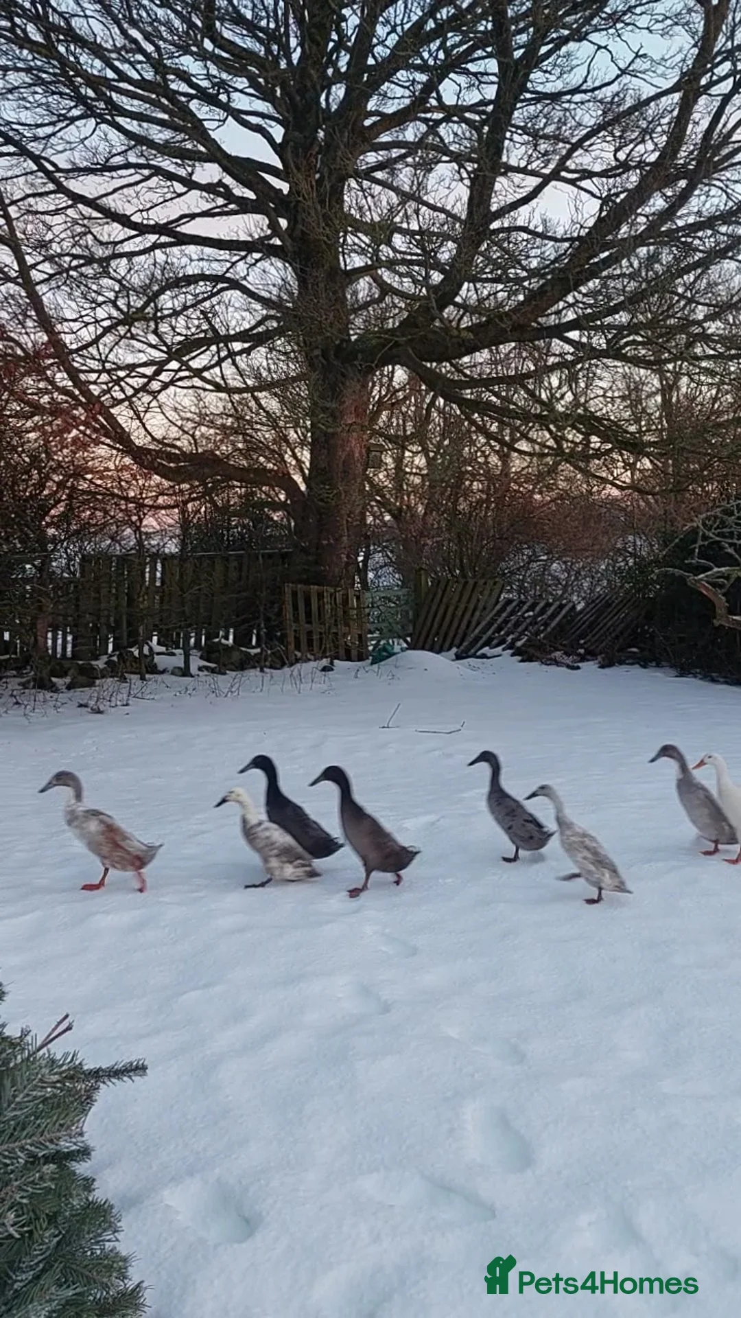 Ducks poultry for sale: Pet Runner Ducks looking for a forever home - Advert 5