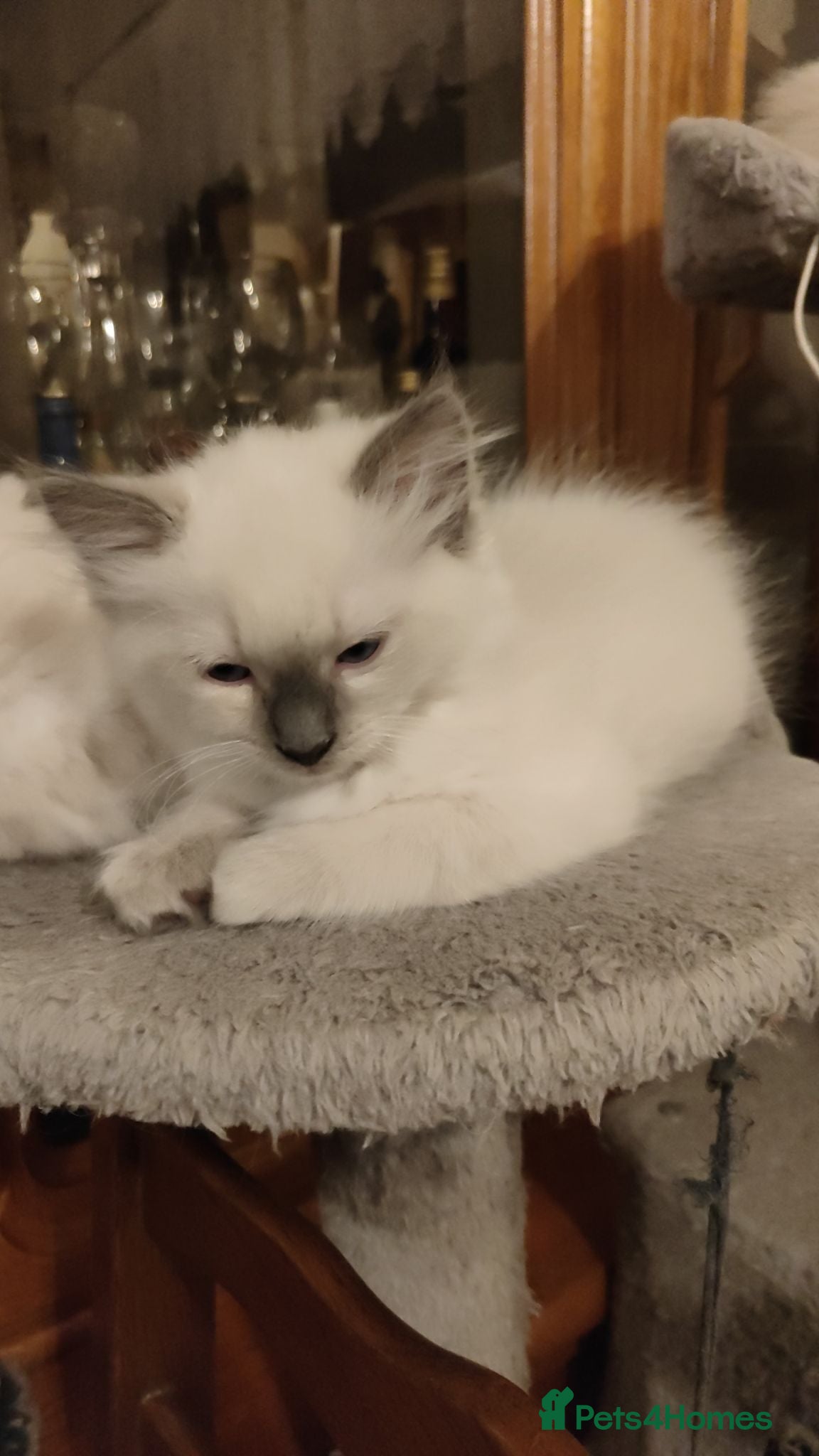 Ragdoll cats Ragdoll kittens  - Advert 2