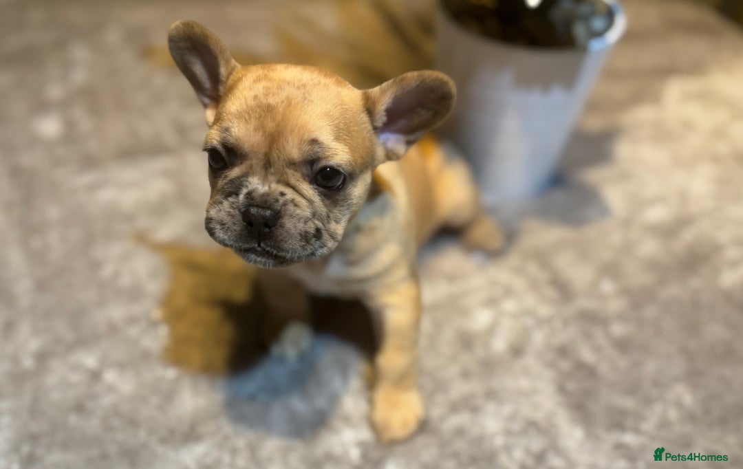 French Bulldog dogs for sale: LAST ONE REDUCED FRENCH BULLDOG 🐾 - Advert 2