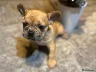 French Bulldog dogs FLUFF CARRYING MERLE FRENCH BULLDOG 🐾 - Advert 13