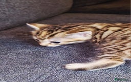 Bengal cats for sale: Absolutely Stunning Bengals  - Image 19