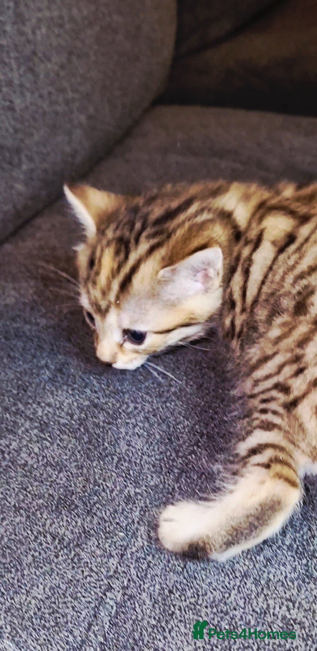 Bengal cats for sale: Absolutely Stunning Bengals  - Image 19