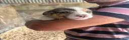 Border Collie dogs for sale: Collie puppies - merles  - Advert 9