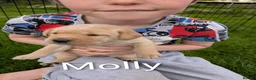 Labrador Retriever dogs for sale: 2 yellow Labrador girl puppies - Advert 5